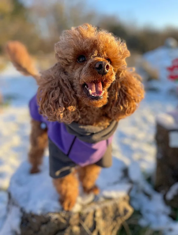 - Automatic induction pet water dispenserPurple Double Layer Waterproof Microfleece McTog Dog Jumper - With Sleeves - Automatic induction pet water dispenserPurple Double Layer Waterproof Microfleece McTog Dog Jumper - With Sleeves