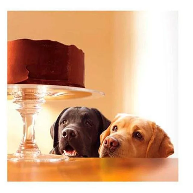 - Teething and chewing toys for puppiesDogs & Cake Blank Card